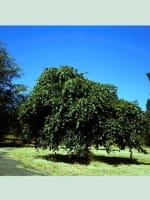 Carpinus betulus 'Pendula' / Trauer-Hainbuche / Hänge-Hainbuche