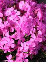 Phlox subulata 'Drummond Pink' / Garten-Teppich-Flammenblume 'Drummond Pink'