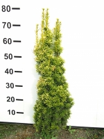 Taxus baccata 'Fastigiata Aurea' / gelbe Säulen-Eibe 60-80 cm mit Ballierung