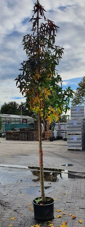 Amberbaum 'Parasol' / Liquidambar styraciflua 'Parasol' günstig kaufen