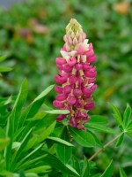 Lupinus polyphyllus 'Schloßfrau' / Garten-Lupine