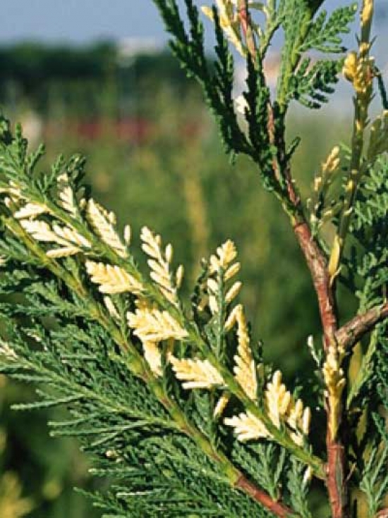 Weißbunte LeylandZypresse / Cupressocyparis leylandii 'Variegata'
