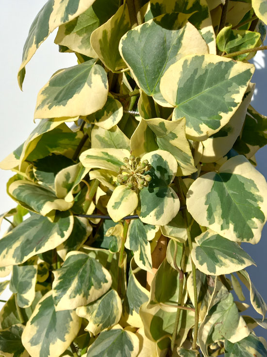 Buntlaubiger Kolchischer Efeu 'Dentata Variegata' / Hedera colchica