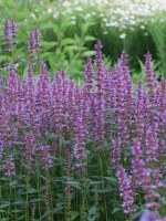 Agastache foeniculum 'Purple Haze' / Duftnessel 'Purple Haze ®'