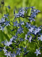 Amsonia orientalis 'Blue Ice' / Blausternbusch / Röhrenstern
