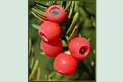 Taxus_baccata_frucht